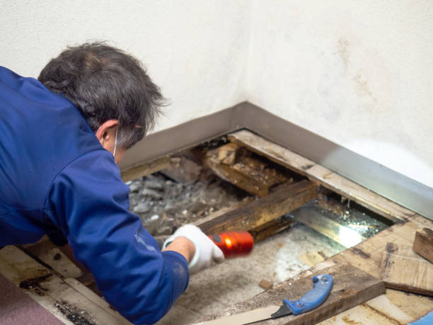 Best Insurance-Related Mold Remediation in Glasgow, OR