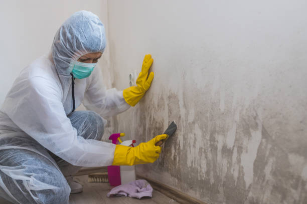 Best White Mold Remediation in Glasgow, OR